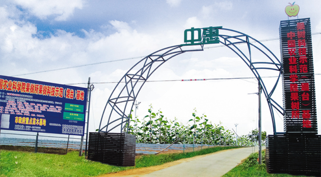 矮化苗木樹體冠積小，應(yīng)加大栽植密度