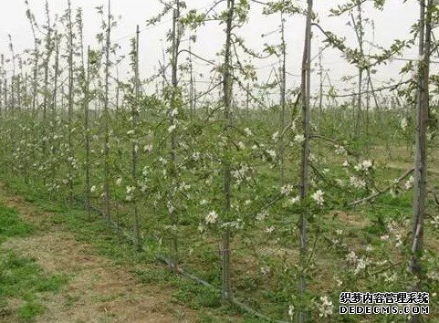 高紡錘形樹(shù)體特點(diǎn)和修剪方法及注意事項(xiàng)