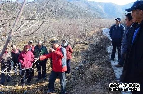 蘋果樹修剪的10大誤區(qū)，要注意改正！