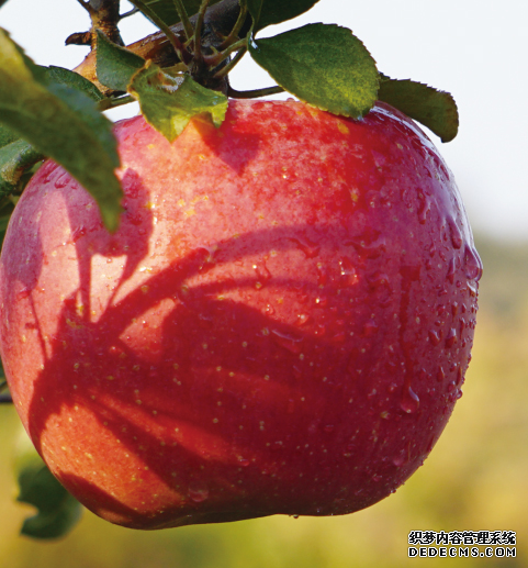 有機(jī)蘋(píng)果生產(chǎn)區(qū)域選擇（參考）