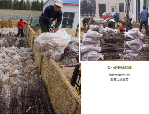 脫毒蘋果苗運(yùn)輸