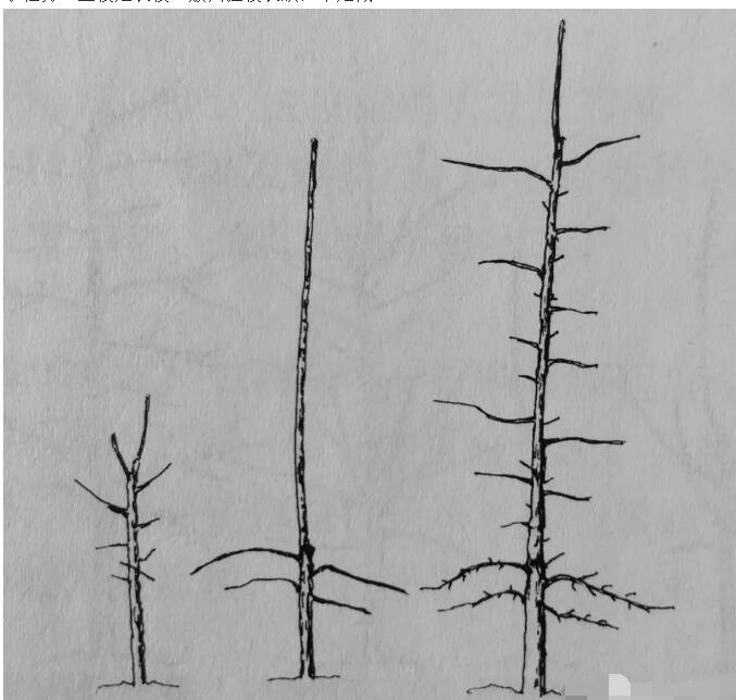 自根砧蘋(píng)果苗木簡(jiǎn)單栽植方法